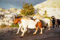 Herd of horses galloping down a road in the mountains, Biokovo, Croatia. Before the storm Royalty Free Stock Photo