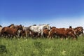 A herd of horses galloping in the field