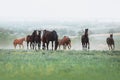 The herd of horses graze in the field against the background of the landscape and the morning haze.