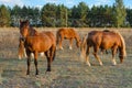 A herd of horses graze in a field fenced with live wire. Electric shepherd for small farms