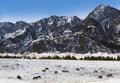 A herd of horses graze on a winter pasture Royalty Free Stock Photo