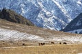 A herd of horses graze on a winter pasture in the Altai mountains Royalty Free Stock Photo