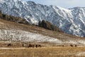 A herd of horses graze on a winter pasture in the Altai mountains, Royalty Free Stock Photo