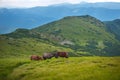 Grazing horses at high-land pasture at Carpathian Mountains. Royalty Free Stock Photo