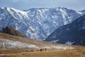 Herd of horses grazes on a background of mountains in winter, Altai