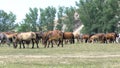 A herd of horses grazes in the meadow against the backdrop of mountains