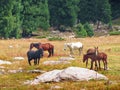 A herd of horses grazes on a mountain meadow Royalty Free Stock Photo