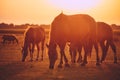 A herd of horses grazes on a pasture in the evening sun Royalty Free Stock Photo