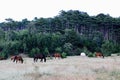 A herd of horses grazes in a valley with a green hill and mountains in the background. Crimean landscapes. Royalty Free Stock Photo