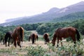 A herd of horses grazes in a valley with a green hill and mountains in the background. Crimean landscapes. Royalty Free Stock Photo