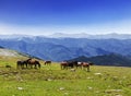 A herd of horses grazing in the Altai mountains Royalty Free Stock Photo