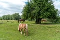 Herd Of Horses Grazing On Beautiful Farmland Royalty Free Stock Photo