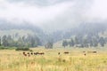 Herd of horses grazing in the Caucasus Mountains Royalty Free Stock Photo