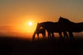 Herd of horses grazing in a field on a background of fog