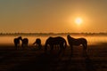 Herd of horses grazing in a field on a background of fog Royalty Free Stock Photo