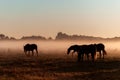 Herd of horses grazing in a field on a background of fog and sunrise Royalty Free Stock Photo