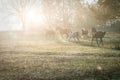 Herd of horses grazing in a field. Galloping horses in the morning in the rays of the rising sun. Royalty Free Stock Photo