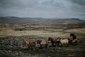 Herd of horses grazing in a field with a range of high rocky mountains in the background Royalty Free Stock Photo