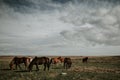 Herd of horses grazing in a field under the beautiful cloudy sky Royalty Free Stock Photo