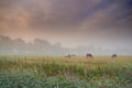 Herd of horses grazing grass on a spring field on a misty morning. Stallions standing in a meadow or pasture land with Royalty Free Stock Photo