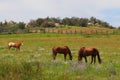California Farms Series - Pair of Chestnut Horse with White Star grazing in a field of flowers Royalty Free Stock Photo