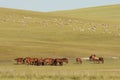 Herd of horses grazing in grassland in Inner Mongolia Royalty Free Stock Photo