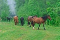 Herd of horses grazing on a green meadow Royalty Free Stock Photo