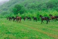 Herd of horses grazing on a green meadow Royalty Free Stock Photo