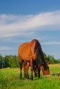 Herd of horses grazing on a green meadow Royalty Free Stock Photo