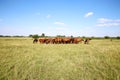Herd of horses grazing on green meadow panoramic view