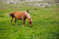 a herd of horses grazing in a green mountain meadow Royalty Free Stock Photo