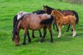 A herd of horses grazing on a green mountain meadow in Strandzha mountain, Bulgaria Royalty Free Stock Photo