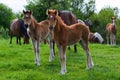 A herd of horses grazing on a green mountain meadow in Strandzha mountain, Bulgaria Royalty Free Stock Photo