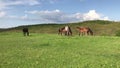 Herd of horses grazing on a green mountain meadow in Strandzha mountain, Bulgaria