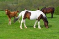 A herd of horses grazing on a green mountain meadow in Strandzha mountain, Bulgaria Royalty Free Stock Photo