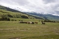 Herd of horses grazing on a green pasture against the backdrop of mountains Royalty Free Stock Photo