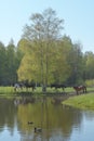 Herd of horses grazing in green pasture under green birch tree by blue pond Royalty Free Stock Photo