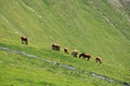 Herd of horses grazing on the green slopes of the Pyrenees mountains in summer day Royalty Free Stock Photo