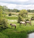 Herd of horses grazing in Holland