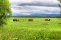 A herd of horses is grazed on a green meadow against the backdrop of mountains and a cloudy sky. Royalty Free Stock Photo