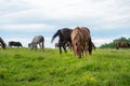 Herd of horses grazing in a meadow, beautiful rural landscape with cloudy sky Royalty Free Stock Photo