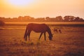 Herd of horses grazing in the meadow in the evening sun Royalty Free Stock Photo