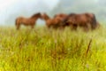 Herd of horses grazing in a meadow in the mist Royalty Free Stock Photo