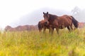 Herd of horses grazing in a meadow in the mist