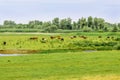 Herd of horses grazing on a meadow