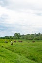 Herd of horses grazing in a meadow Royalty Free Stock Photo