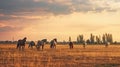 Herd of horses grazing on a meadow at sunset in summer Royalty Free Stock Photo