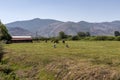 Herd of horses grazing on a mountain meadow Epirus, Greece Royalty Free Stock Photo