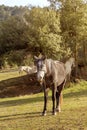 Herd of horses grazing on a mountain meadow Greece, Peloponnese Royalty Free Stock Photo