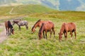 The herd of horses grazing on mountain meadows Royalty Free Stock Photo